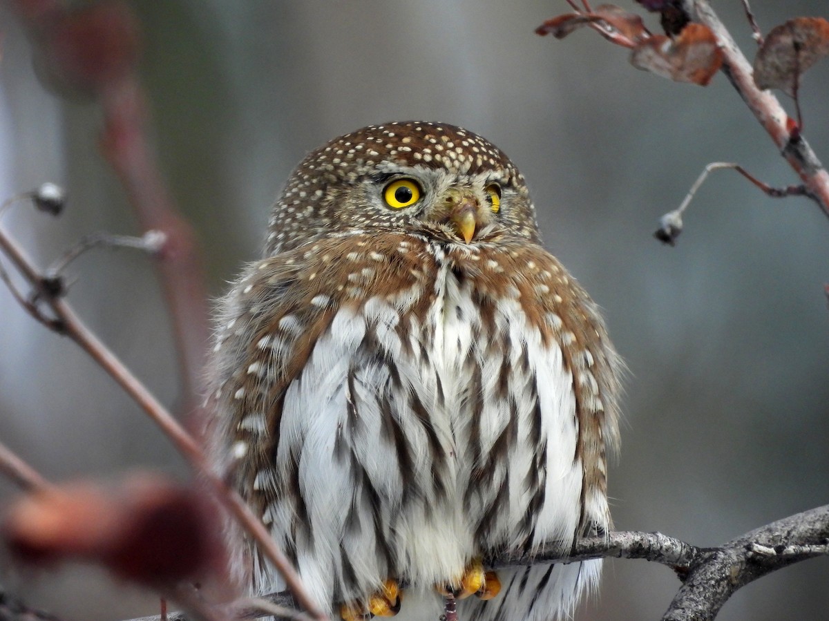 Northern Pygmy-Owl - ML614661694