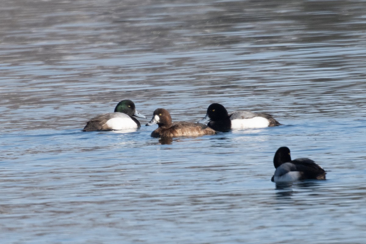 Greater Scaup - ML614661701
