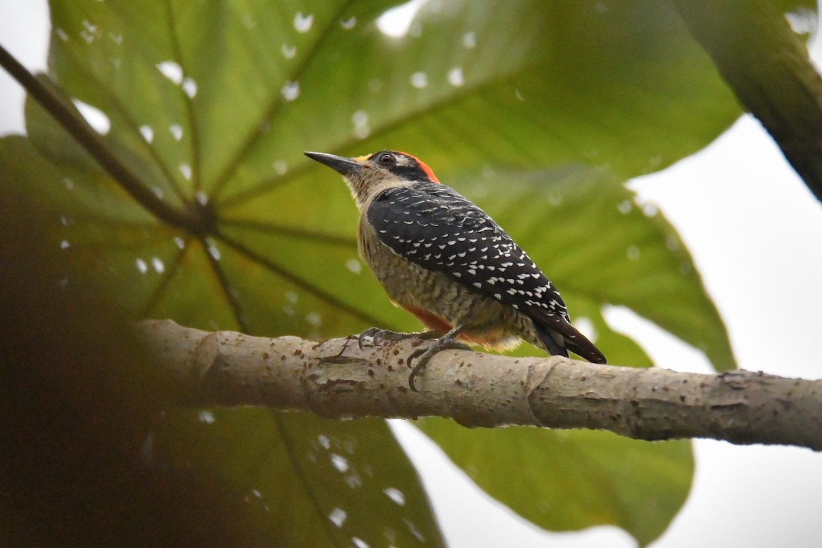 Black-cheeked Woodpecker - ML614661752