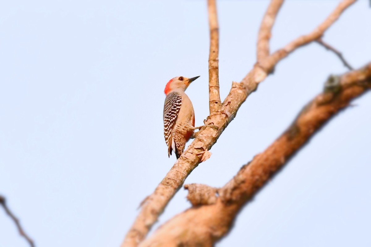 Yucatan Woodpecker - Cornelio Chablé