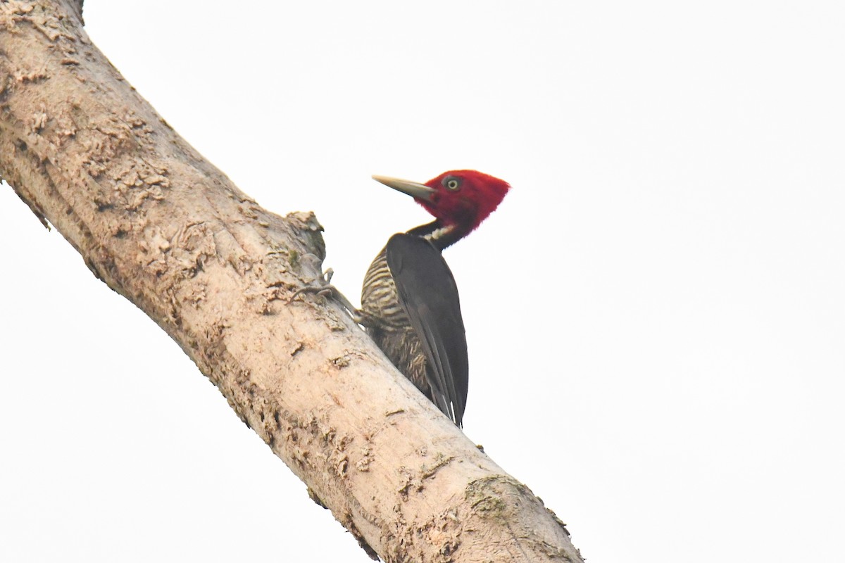 Pale-billed Woodpecker - ML614661776