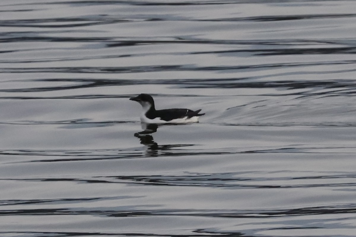 eBird Checklist - 10 Feb 2024 - Thomas Mundy Peterson Park - 13 species ...