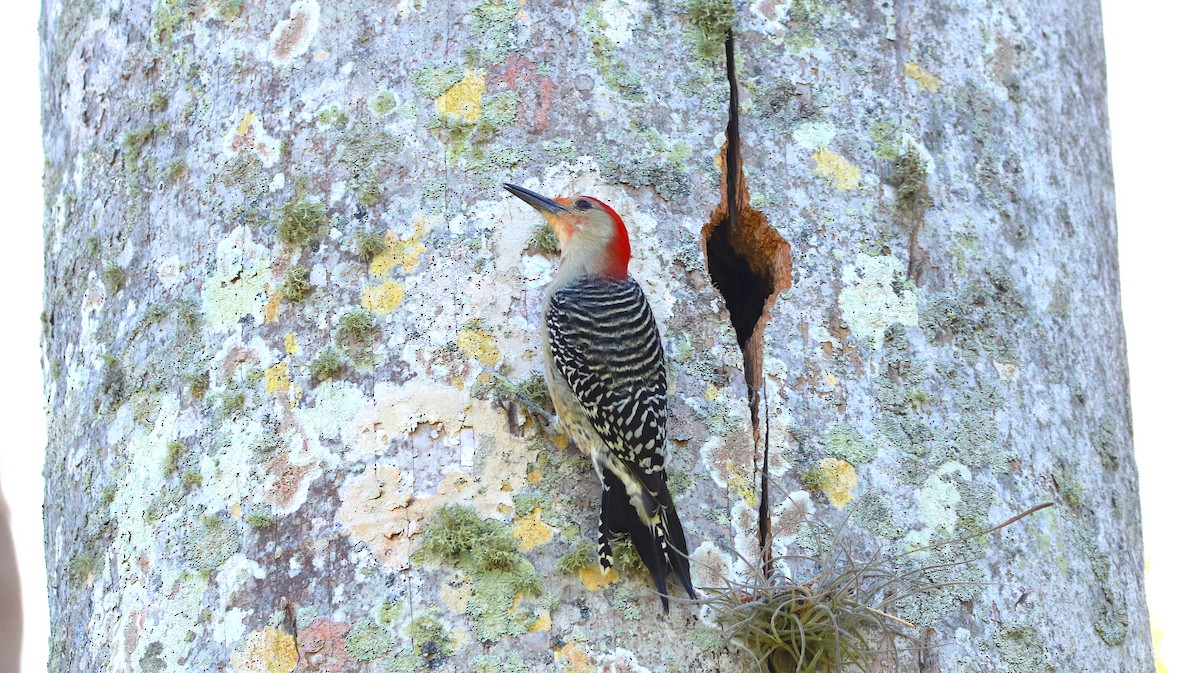 Red-bellied Woodpecker - ML614661985
