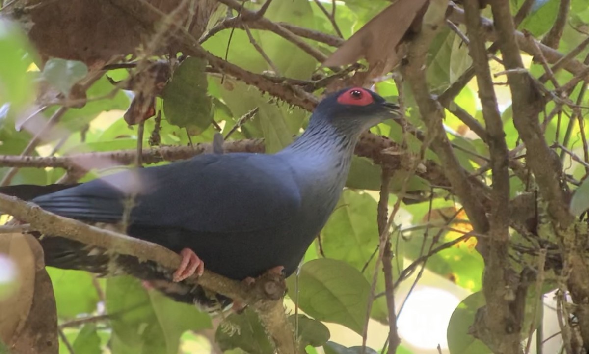 Madagascar Blue-Pigeon - ML614661988