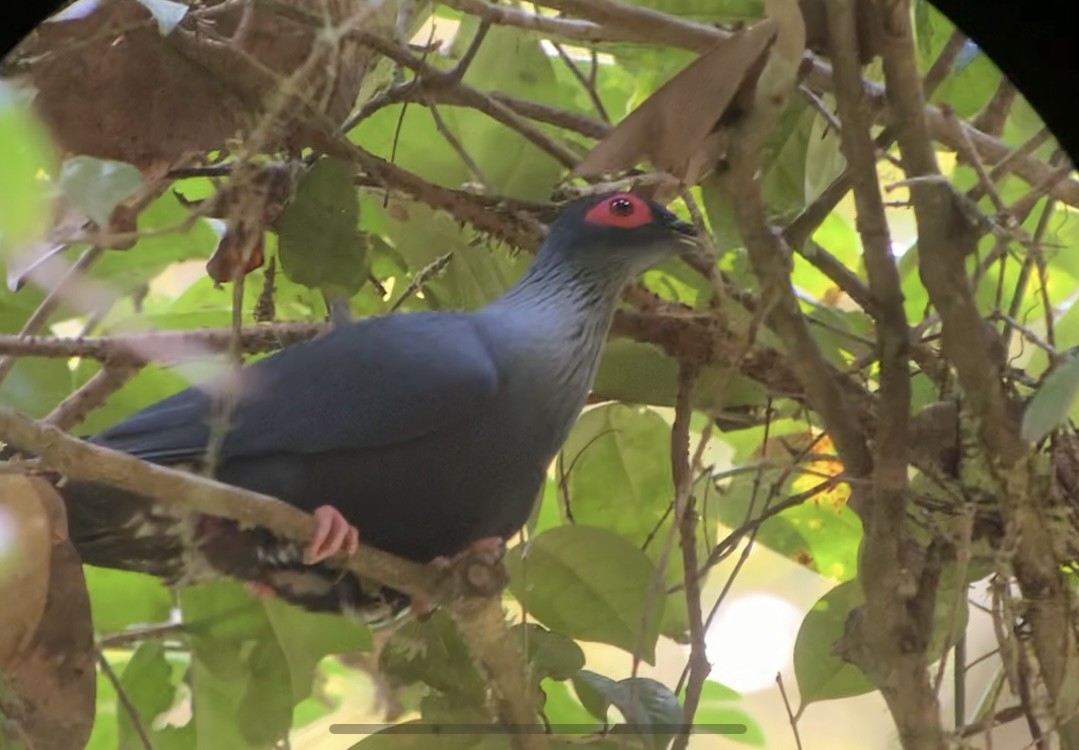 Madagascar Blue-Pigeon - ML614662001