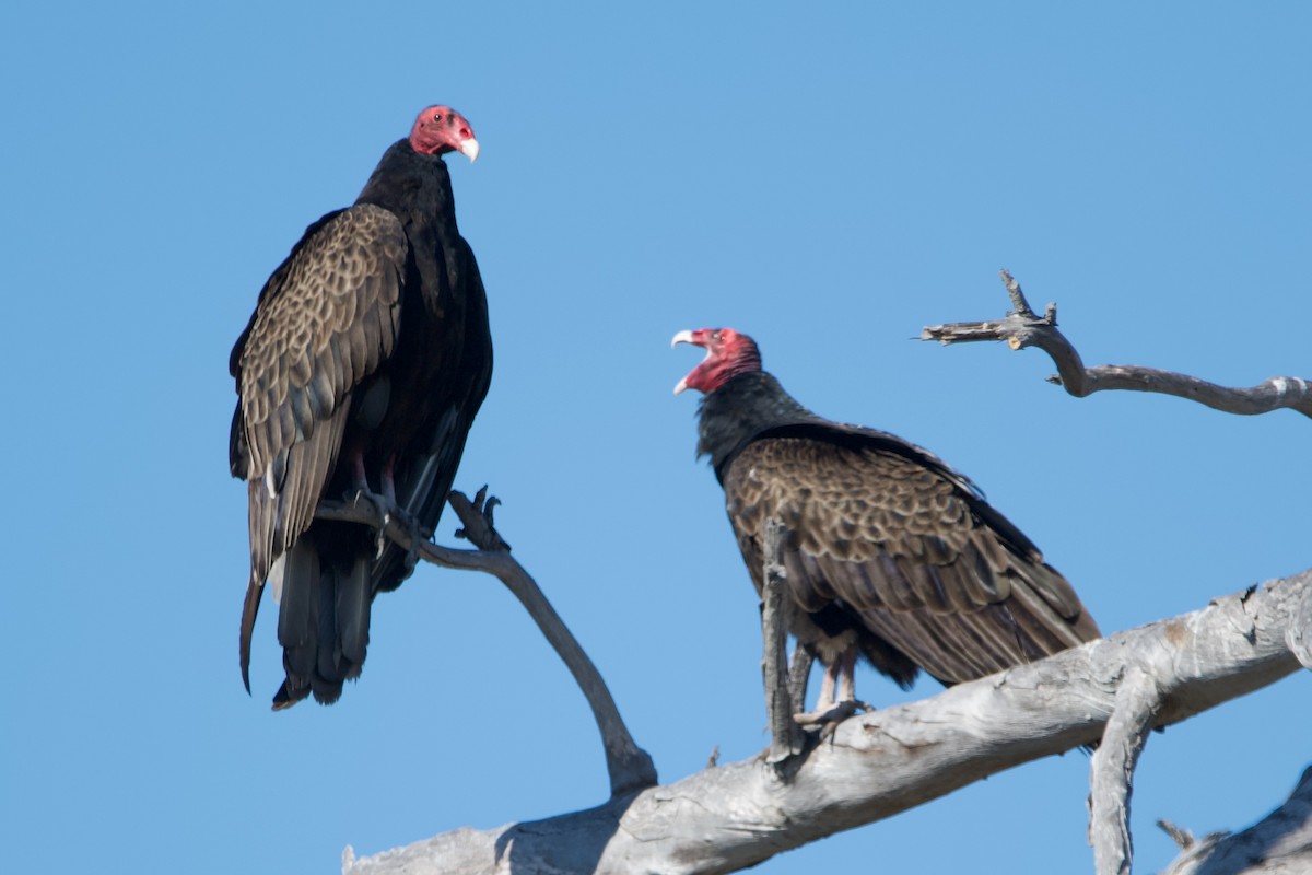 Turkey Vulture - ML614662065