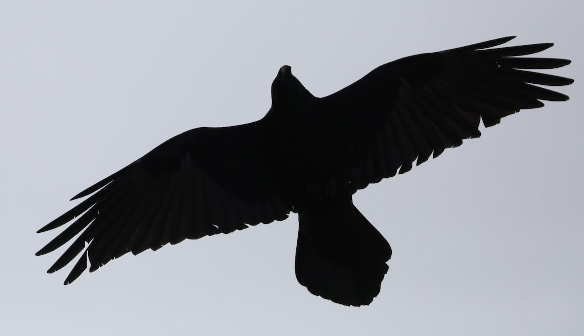 Common Raven - ML614662121