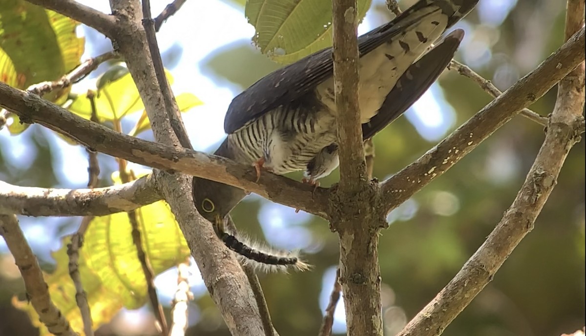 Madagascar Cuckoo - ML614662135