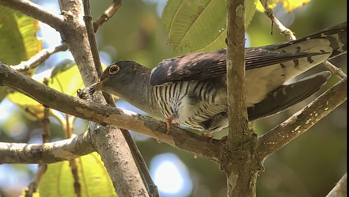 Madagascar Cuckoo - ML614662146