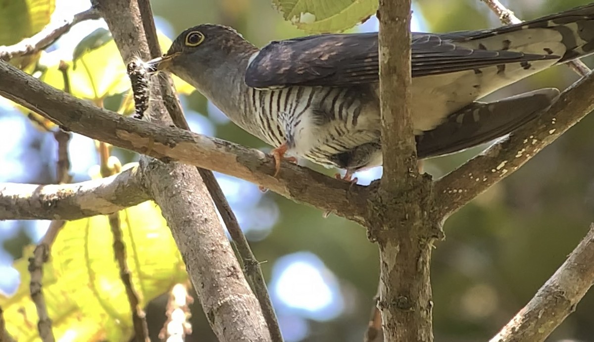 Madagascar Cuckoo - ML614662159