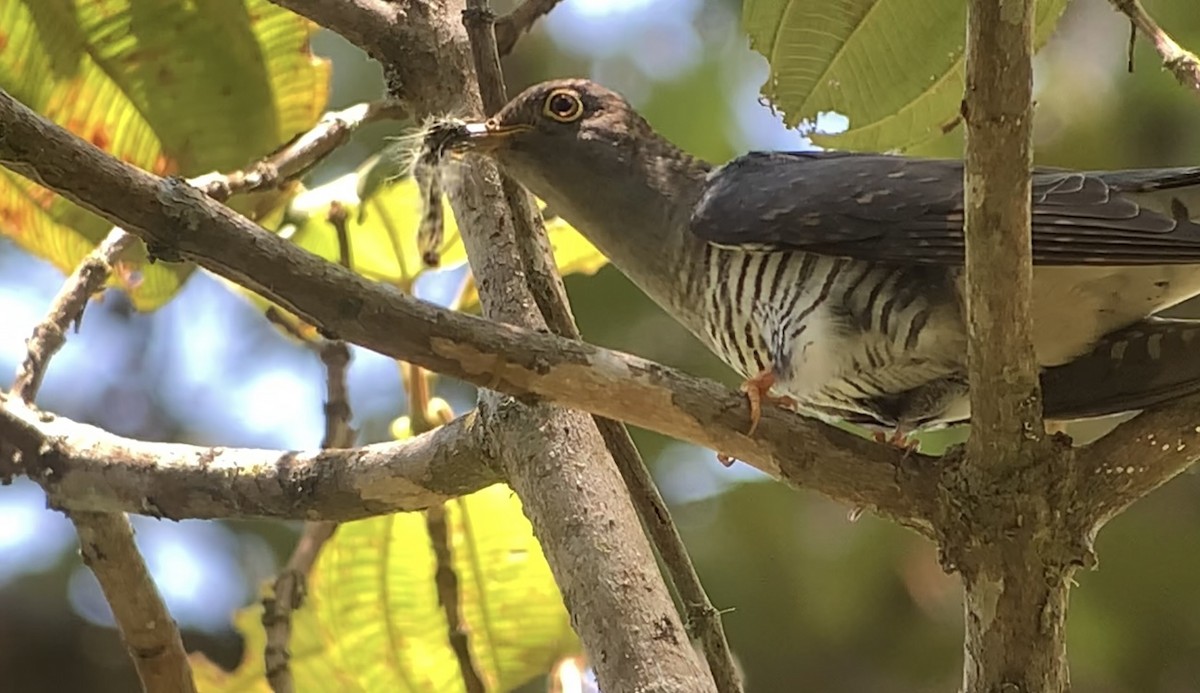 Madagascar Cuckoo - ML614662172