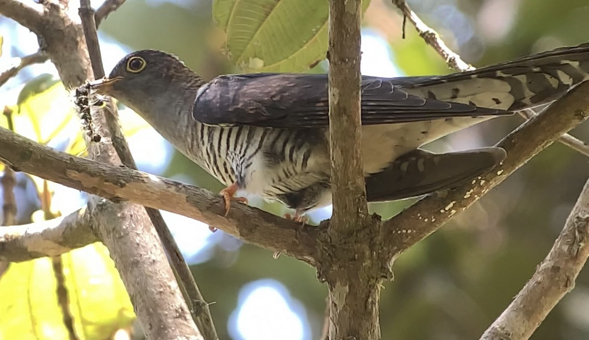Madagascar Cuckoo - ML614662198