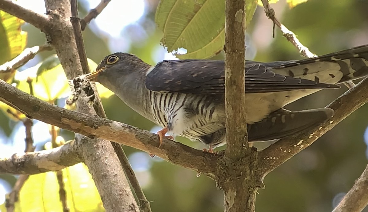 Madagascar Cuckoo - ML614662220
