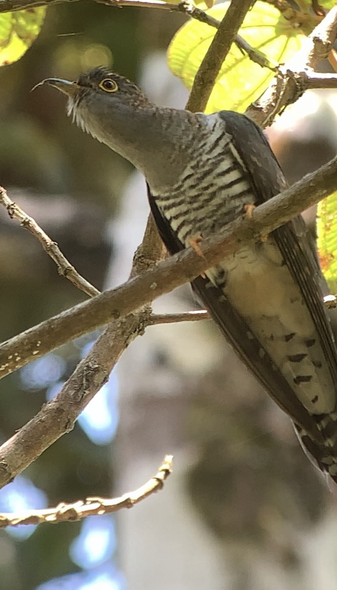 Madagascar Cuckoo - ML614662247