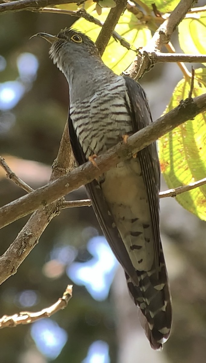 Madagascar Cuckoo - ML614662279