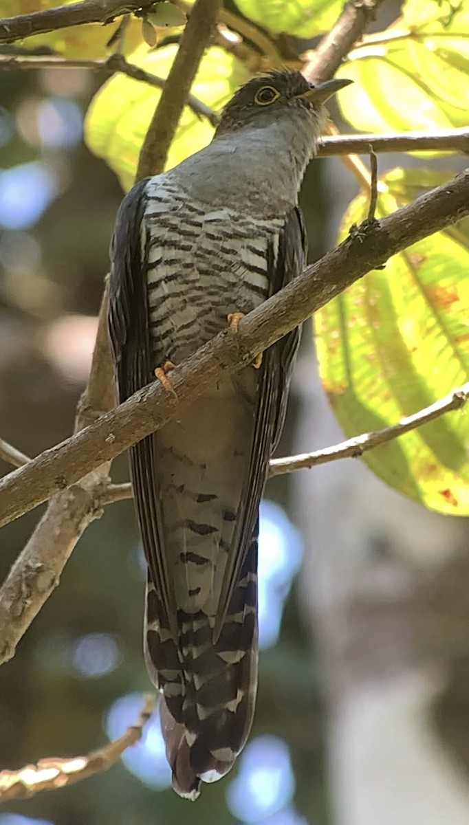 Madagascar Cuckoo - ML614662296