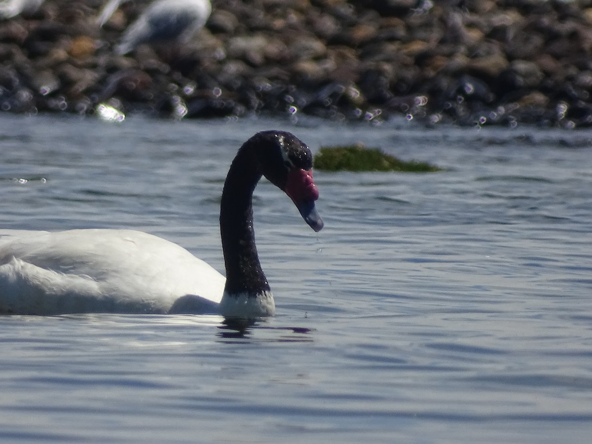 Black-necked Swan - José Ignacio Catalán Ruiz