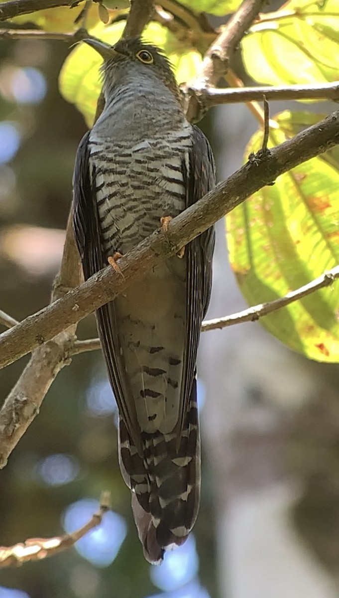 Madagascar Cuckoo - ML614662307