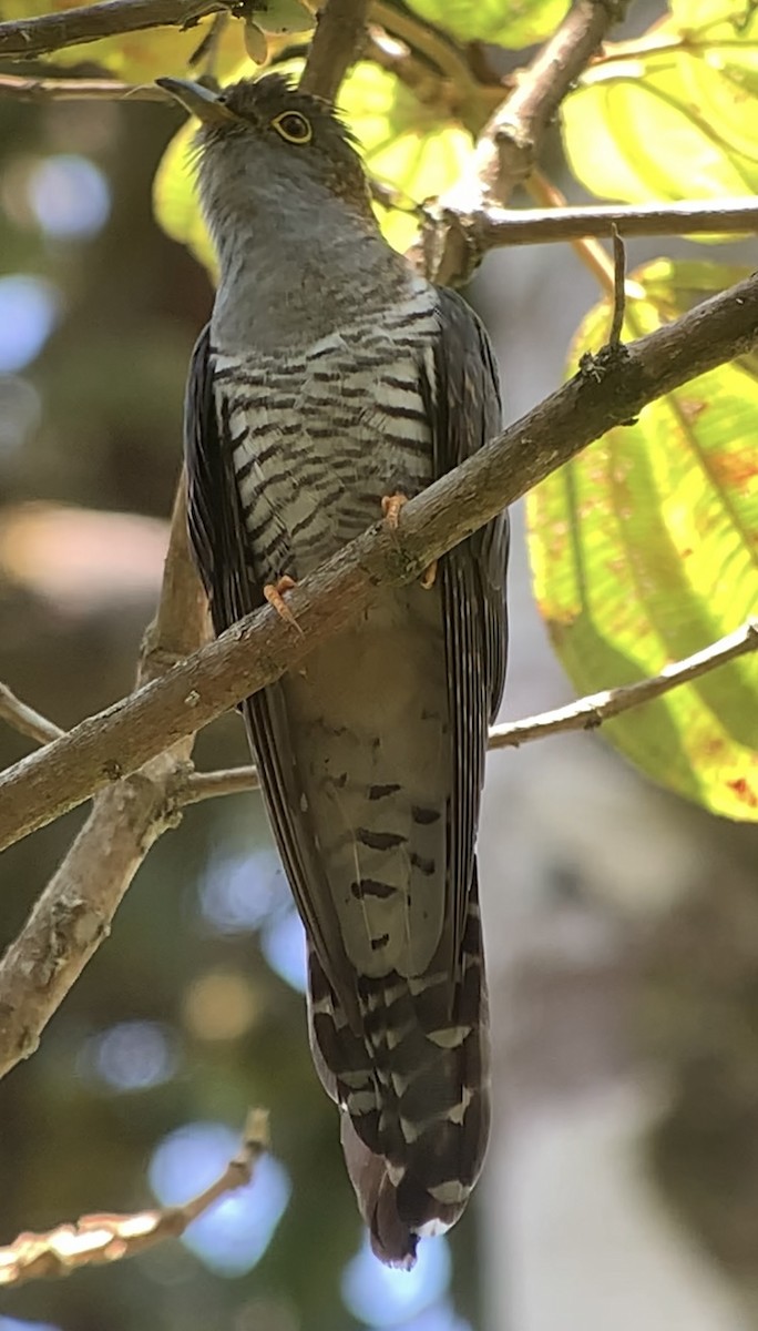 Madagascar Cuckoo - ML614662326
