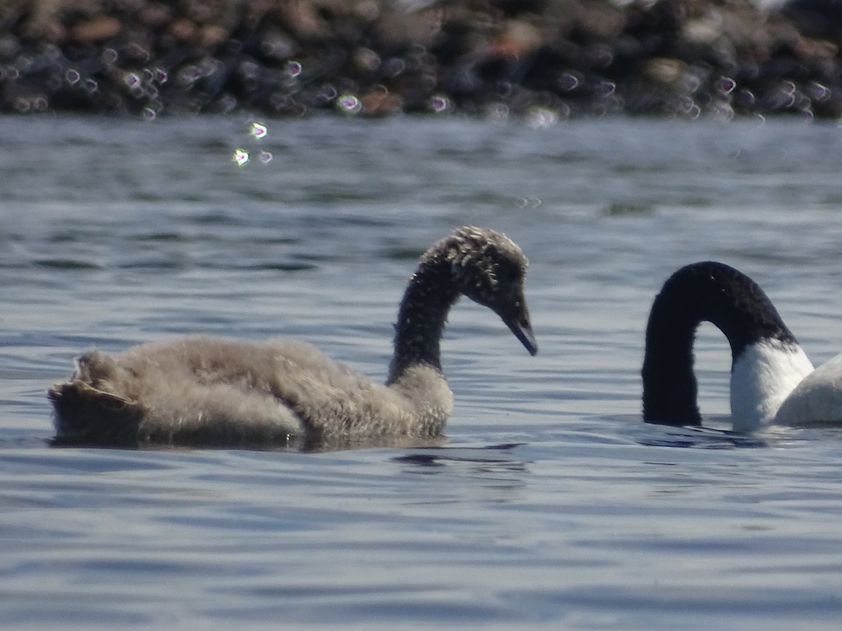 Black-necked Swan - ML614662338