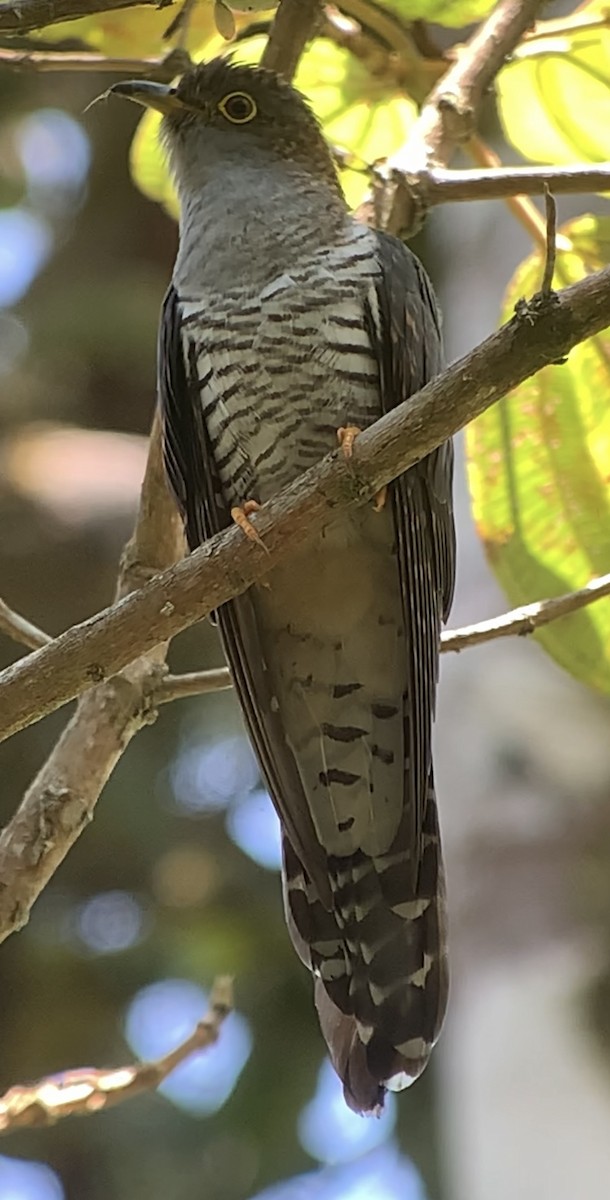 Madagascar Cuckoo - ML614662347