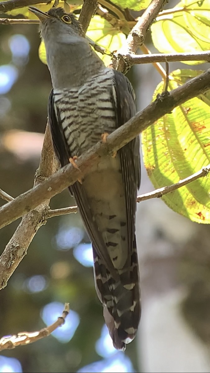 Madagascar Cuckoo - ML614662362