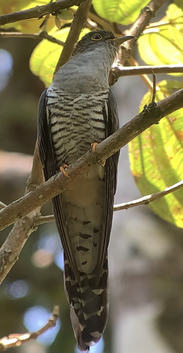 Madagascar Cuckoo - ML614662383