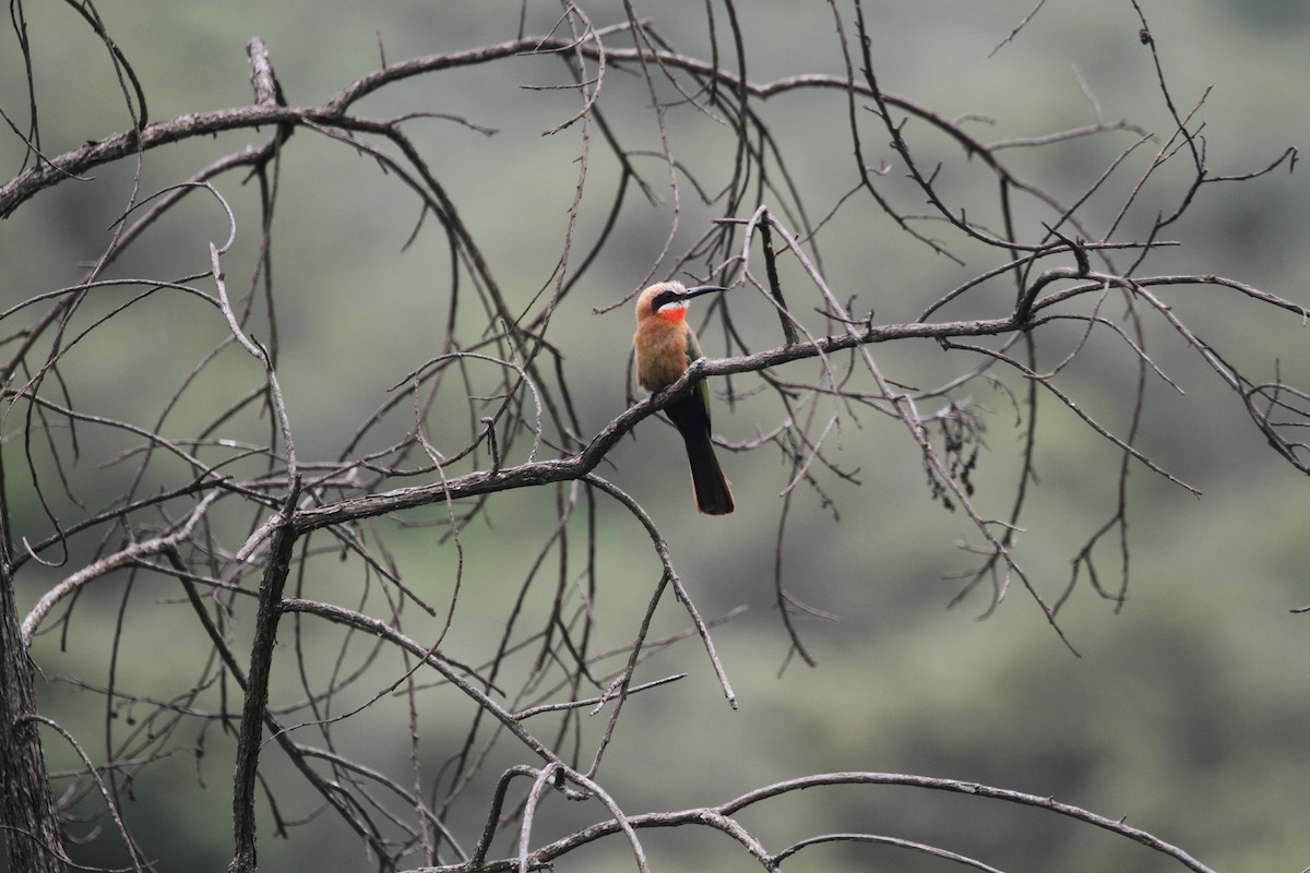 White-fronted Bee-eater - ML614662414