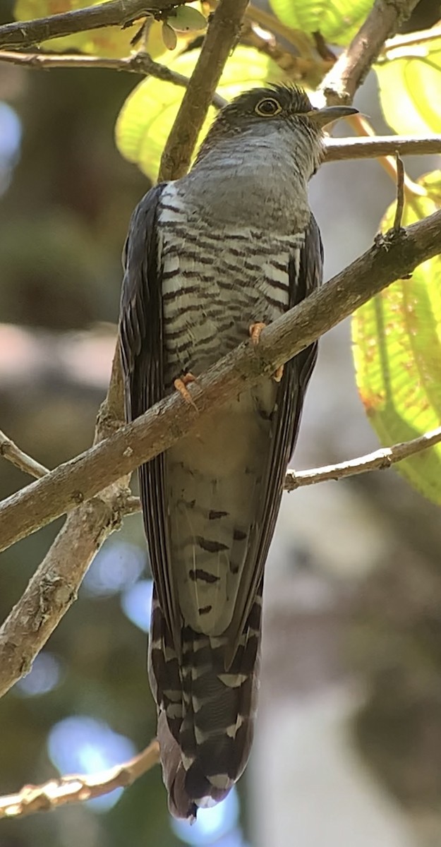 Madagascar Cuckoo - ML614662420