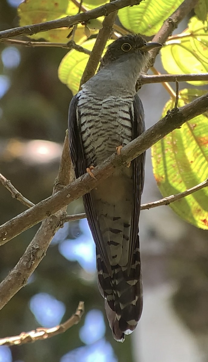 Madagascar Cuckoo - ML614662443