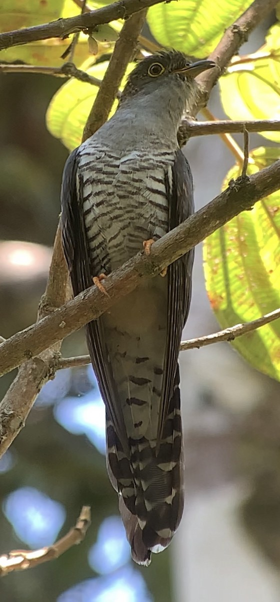 Madagascar Cuckoo - ML614662456