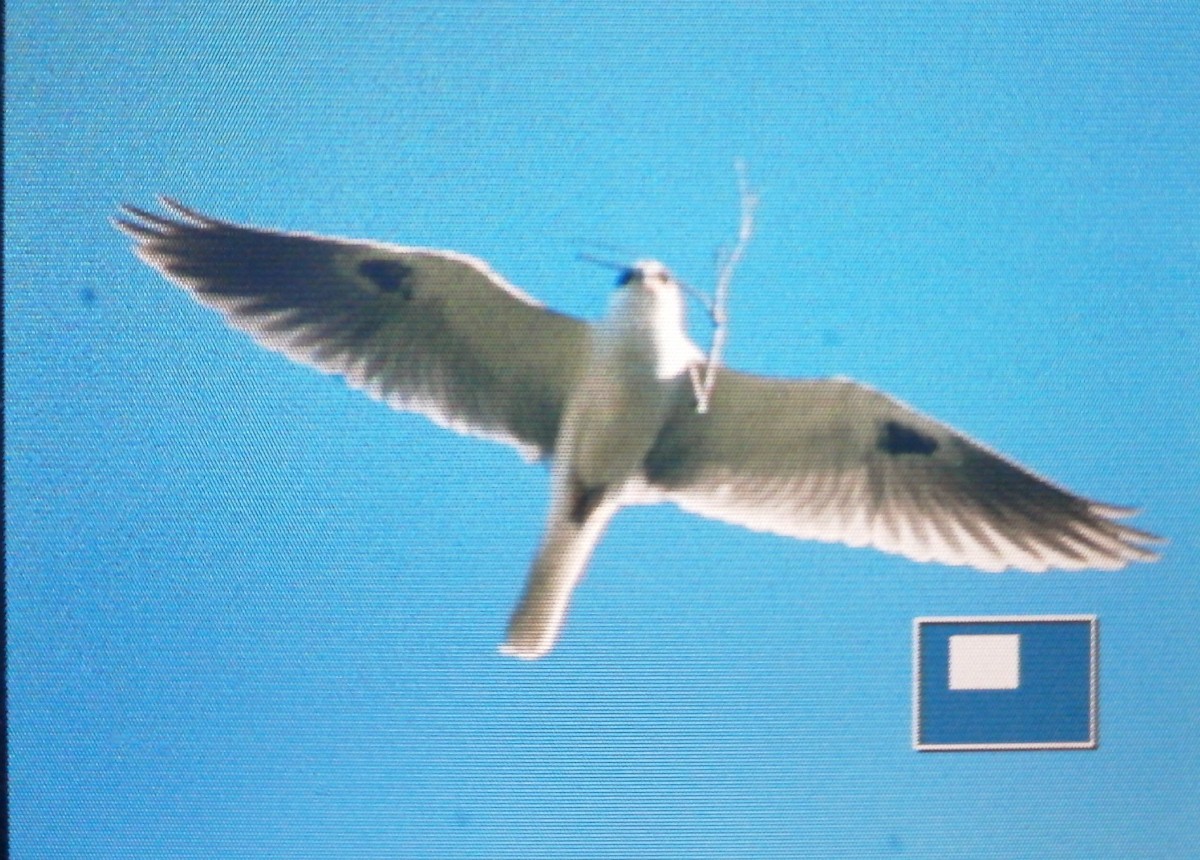 White-tailed Kite - ML614662464