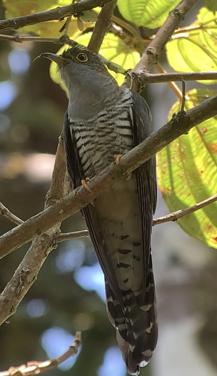 Madagascar Cuckoo - ML614662471