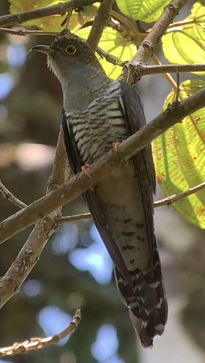 Madagascar Cuckoo - ML614662483