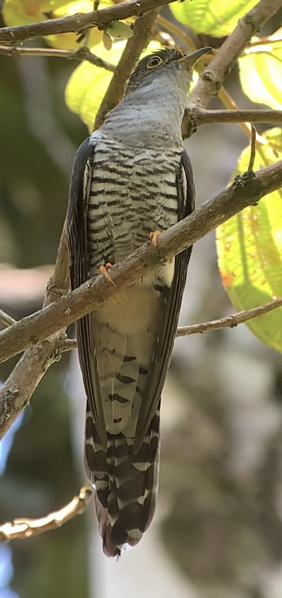 Madagascar Cuckoo - ML614662500