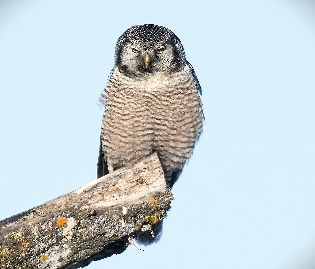 Northern Hawk Owl - ML614663241
