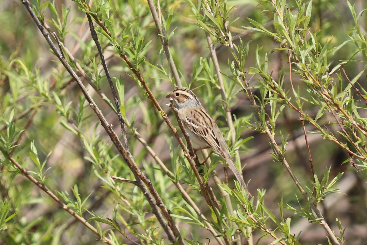Clay-colored Sparrow - ML614663270
