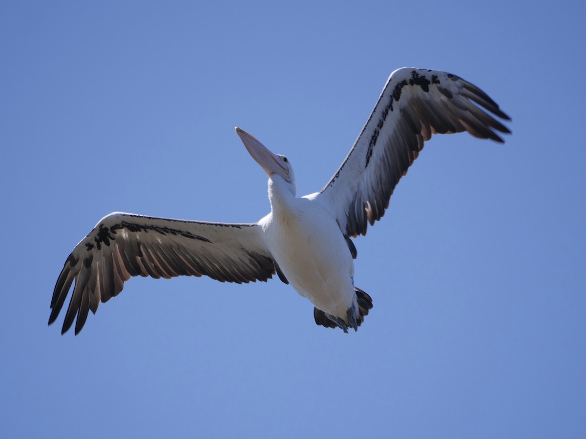 pelikán australský - ML614663320