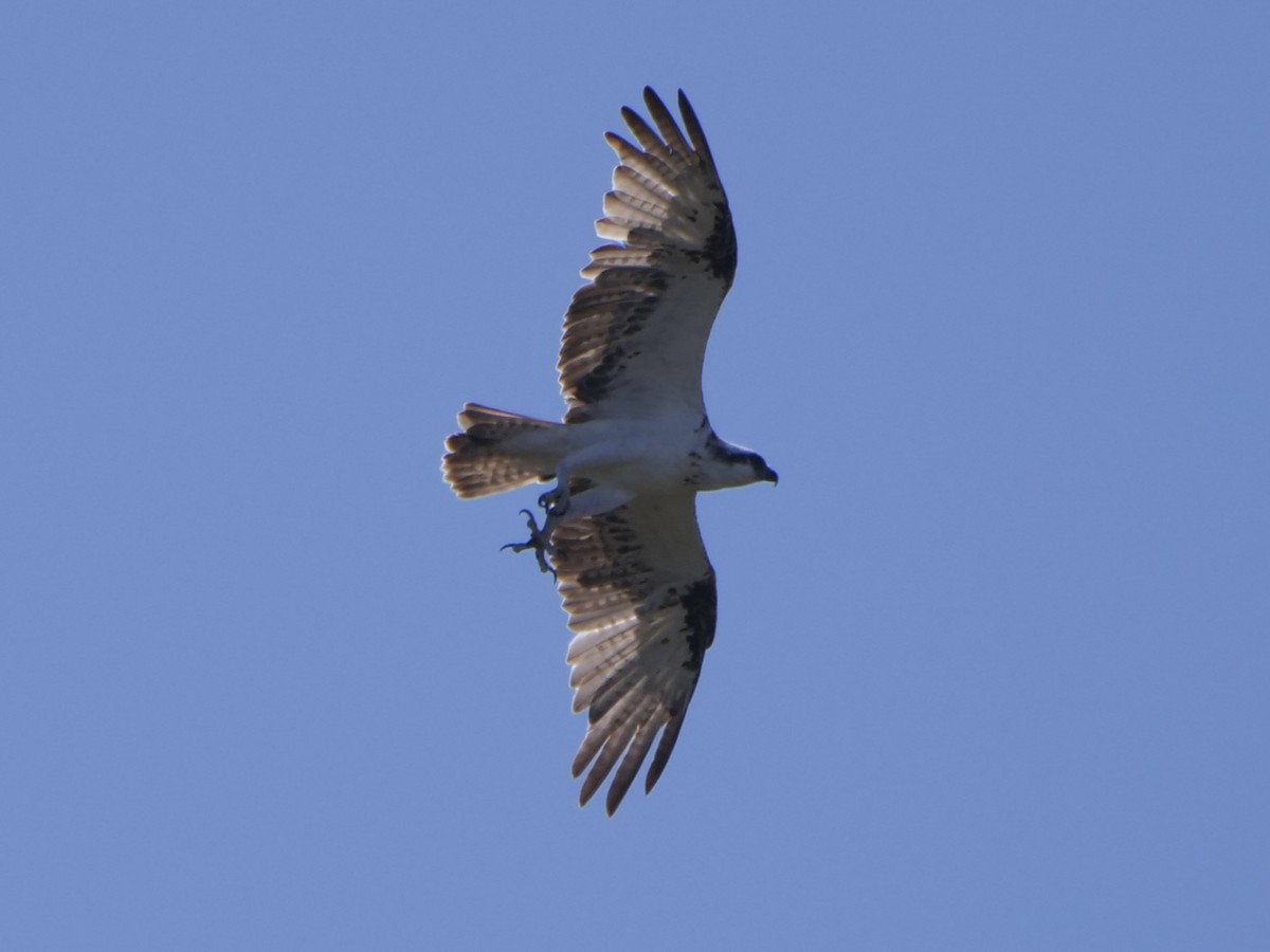 Águila Pescadora (Australia) - ML614663339