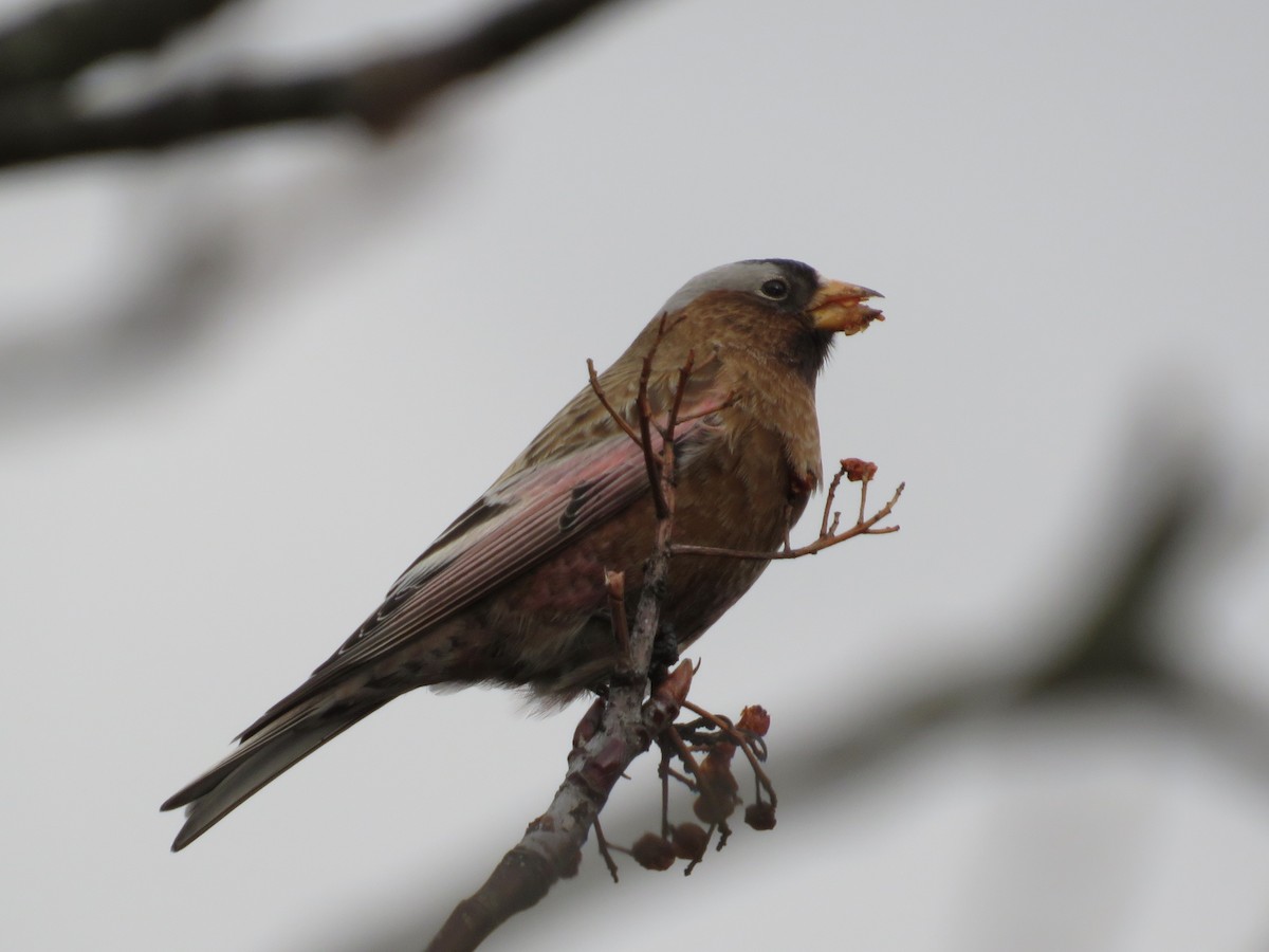 Gray-crowned Rosy-Finch (Gray-crowned) - James Fox