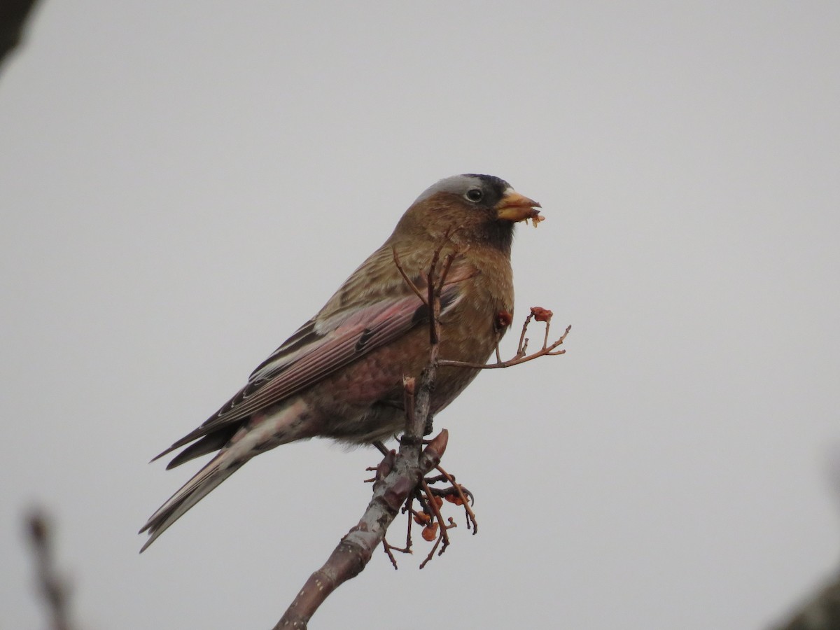 Gray-crowned Rosy-Finch (Gray-crowned) - ML614663384