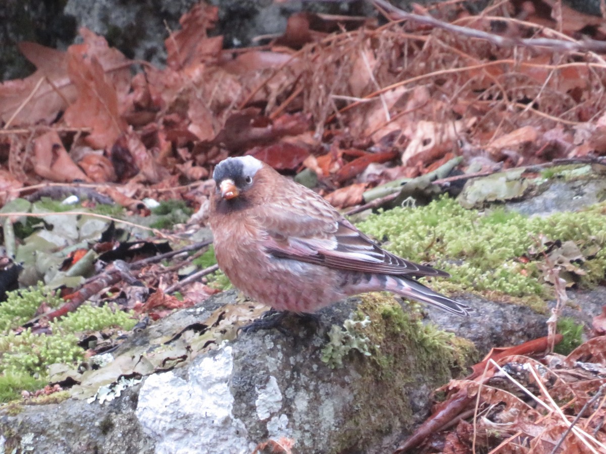 Gray-crowned Rosy-Finch (Gray-crowned) - ML614663385
