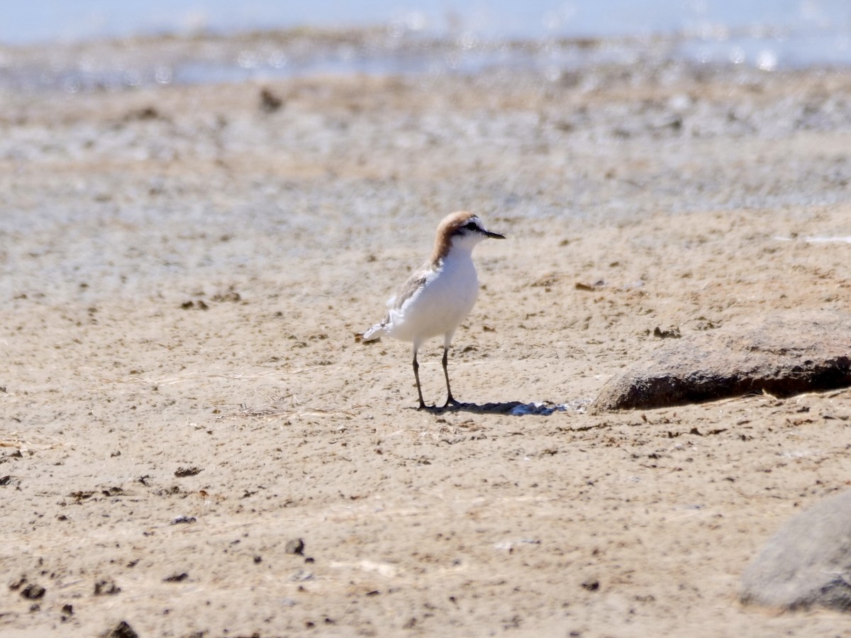 Red-capped Plover - ML614663389
