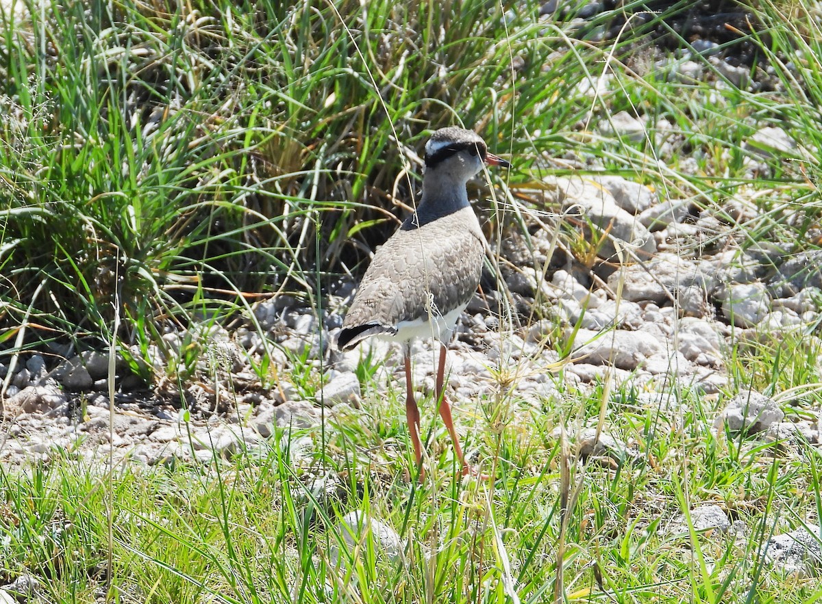 Crowned Lapwing - ML614663429