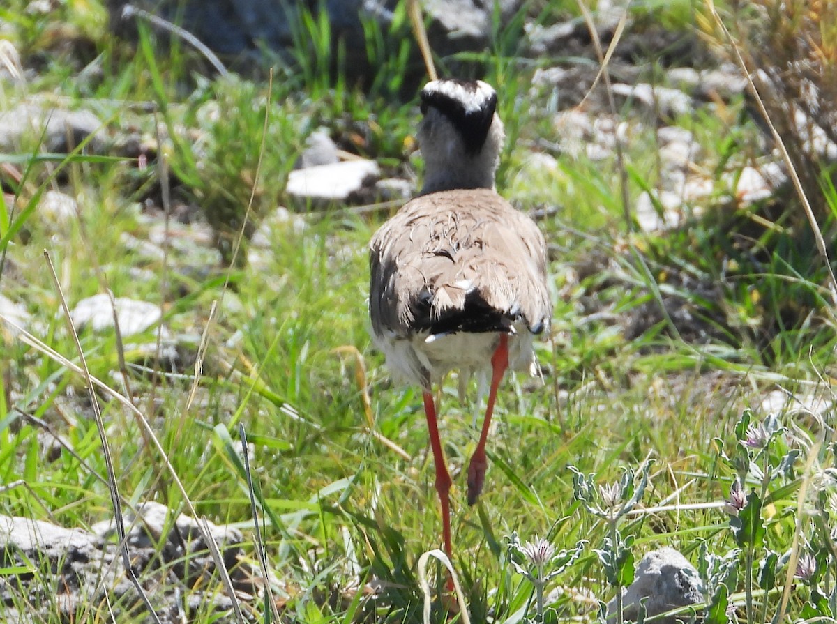 Crowned Lapwing - Morten Winther Dahl