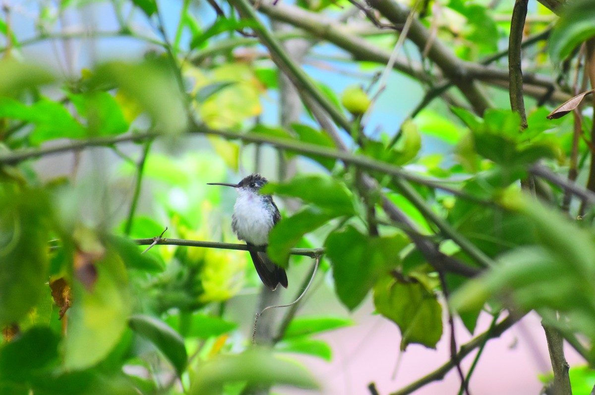 kolibřík andský - ML614664024