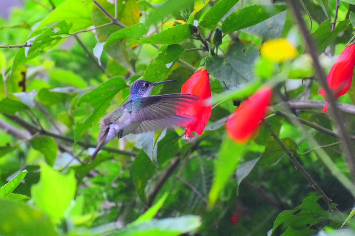 kolibřík andský - ML614664041