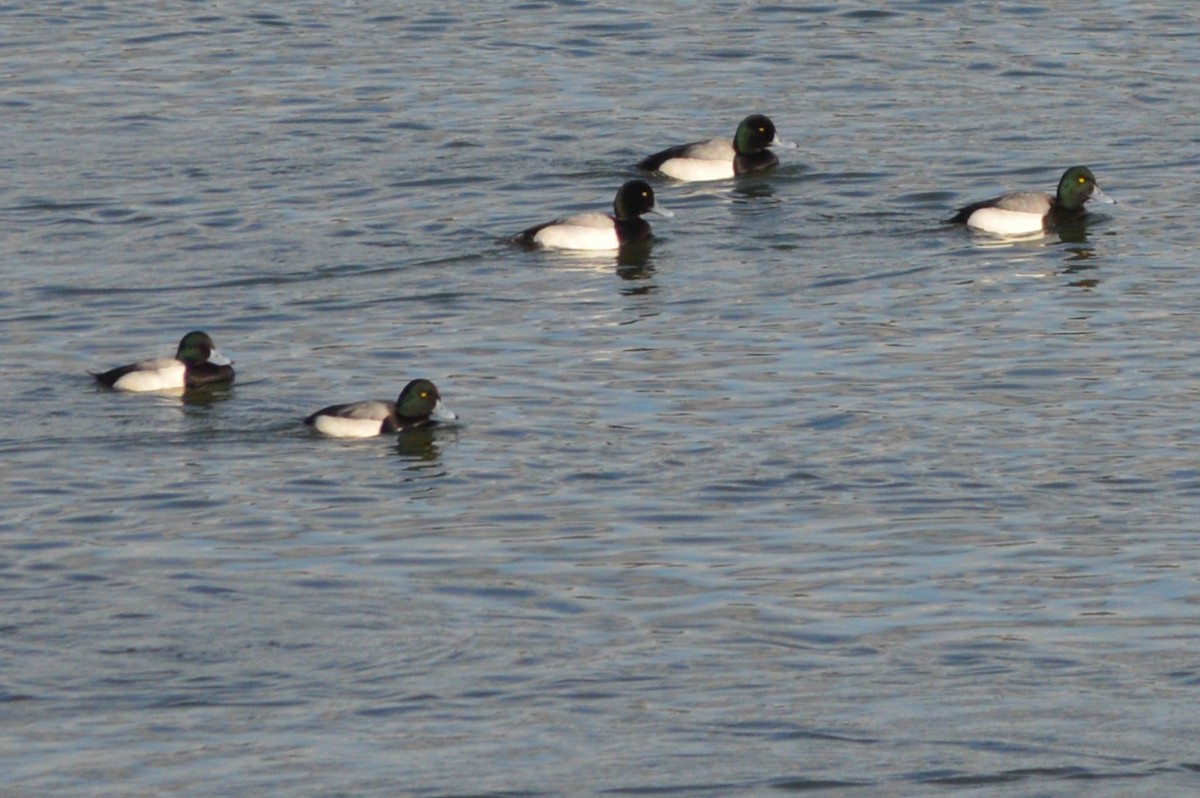 Greater Scaup - ML614664394