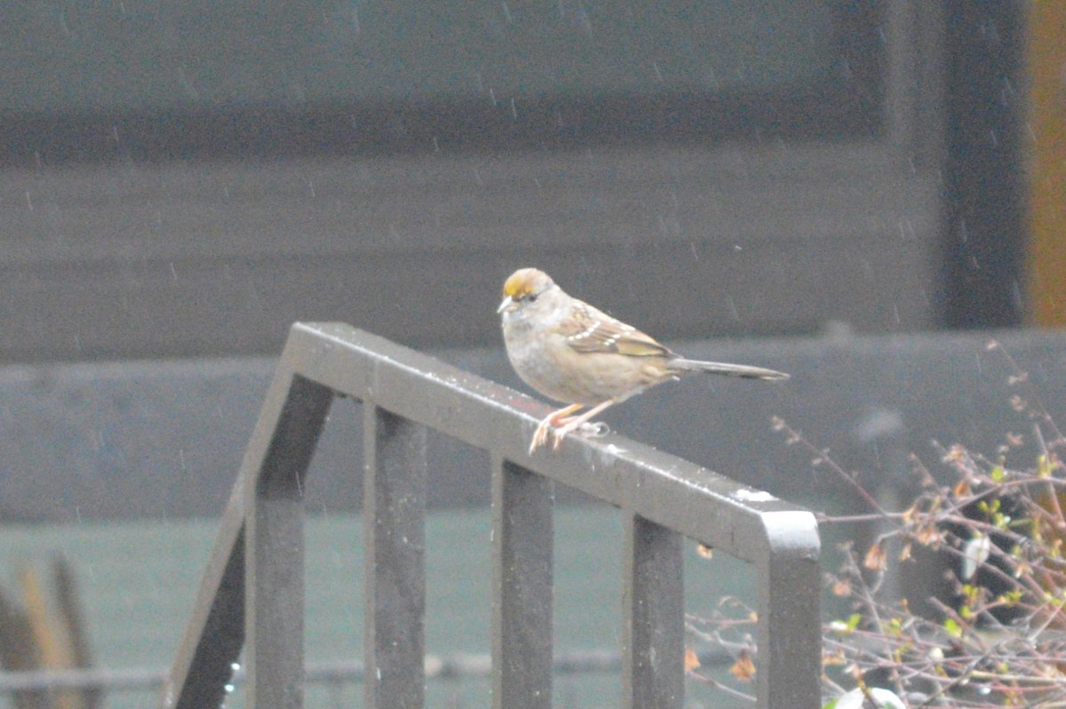 Golden-crowned Sparrow - ML614664529