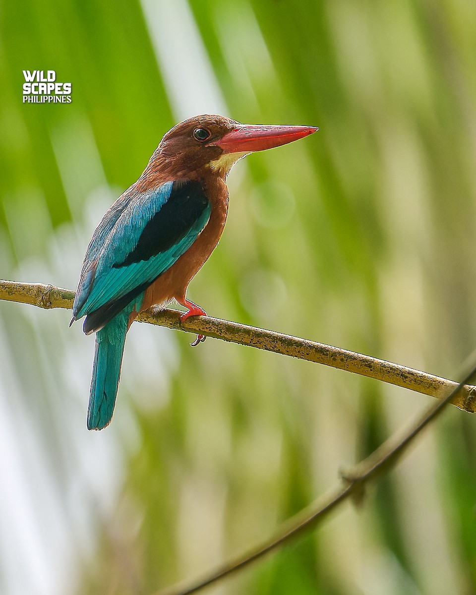 Brown-breasted Kingfisher - ML614664555